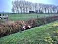 In een weide vlak bij de A11 in Lapscheure bij Damme is zondag in de vooravond een paard losgebroken en in de gracht beland.