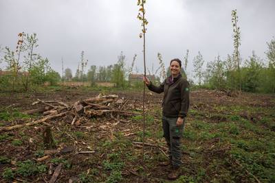 Doei essen, hallo populieren: 7800 staken laten door essenziekte geteisterde West-Brabantse bossen w