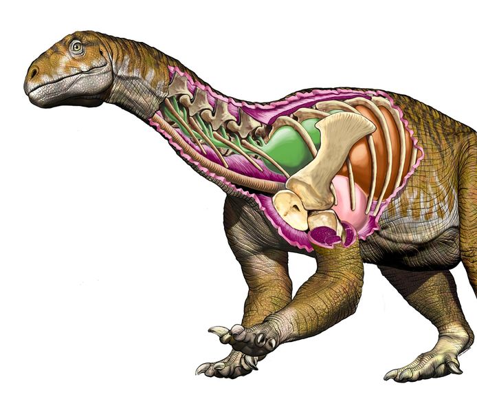 De 'Ingentia prima', een nieuwe dinosaurussoort.