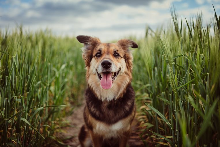 Hond Beeld Getty Images