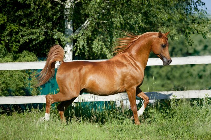 eeuwig radicaal veiligheid Experts luiden alarmklok rond 'afschuwelijke' fokpraktijken bij paarden |  Bizar | AD.nl