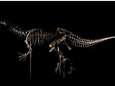Belgische wetenschappers ontdekken nieuwe roofdinosaurus 