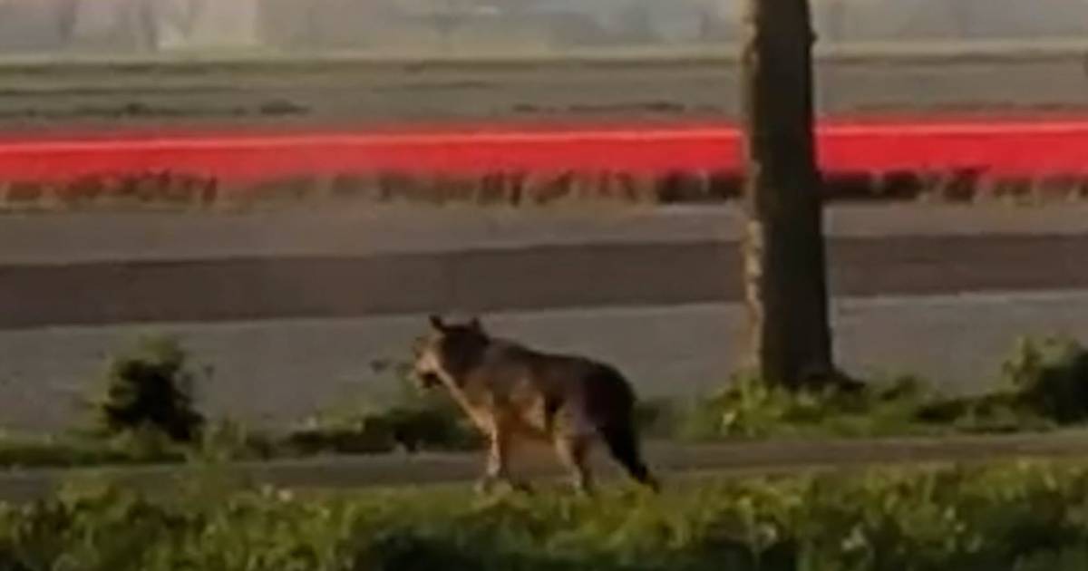 Het is officieel: dood schaap in de buurt van Kuinderbos bij Bant was werk van wolf