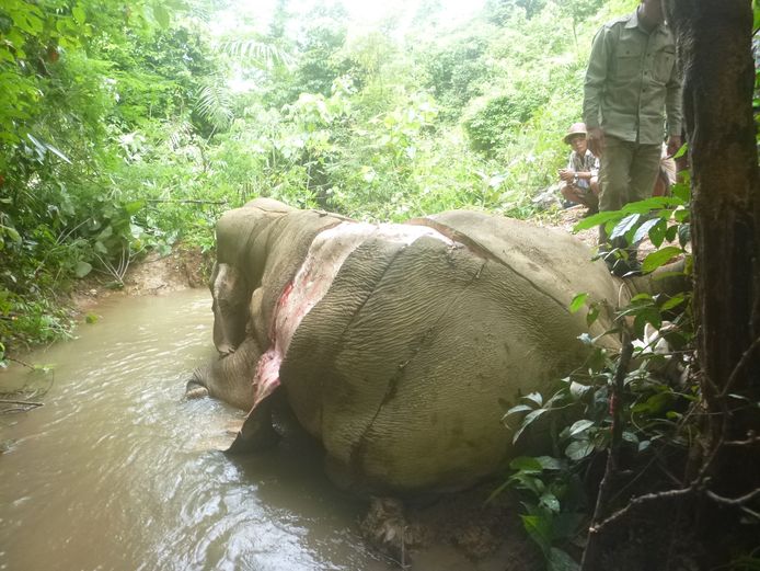 De olifanten worden meestal geveld met giftige pijlen. Wanhopig gaan ze dan op zoek naar water. De meeste karkassen worden bijgevolg aan de rivier aangetroffen, nadat de stropers hebben toegeslagen.