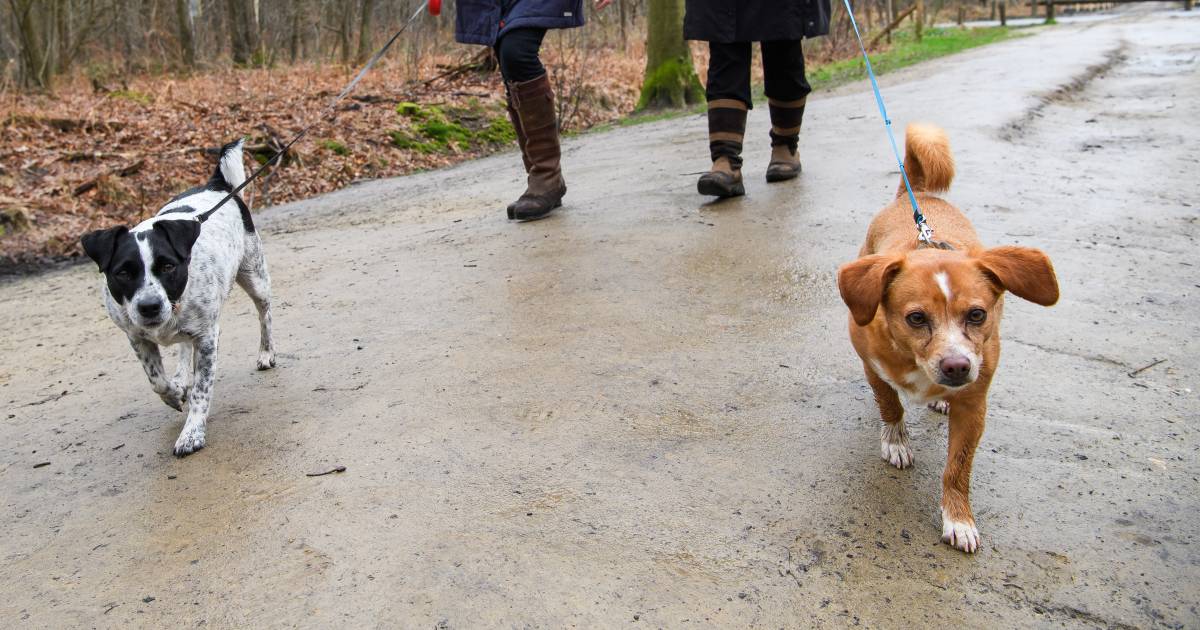 Met het verbod op honden in het bos dreigt ook het ‘dagelijks praatje’ te verdwijnen, vrezen bewoner