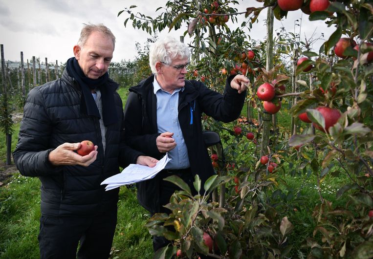Een Ark van appels: hier worden bedreigde rassen nog gekoesterd