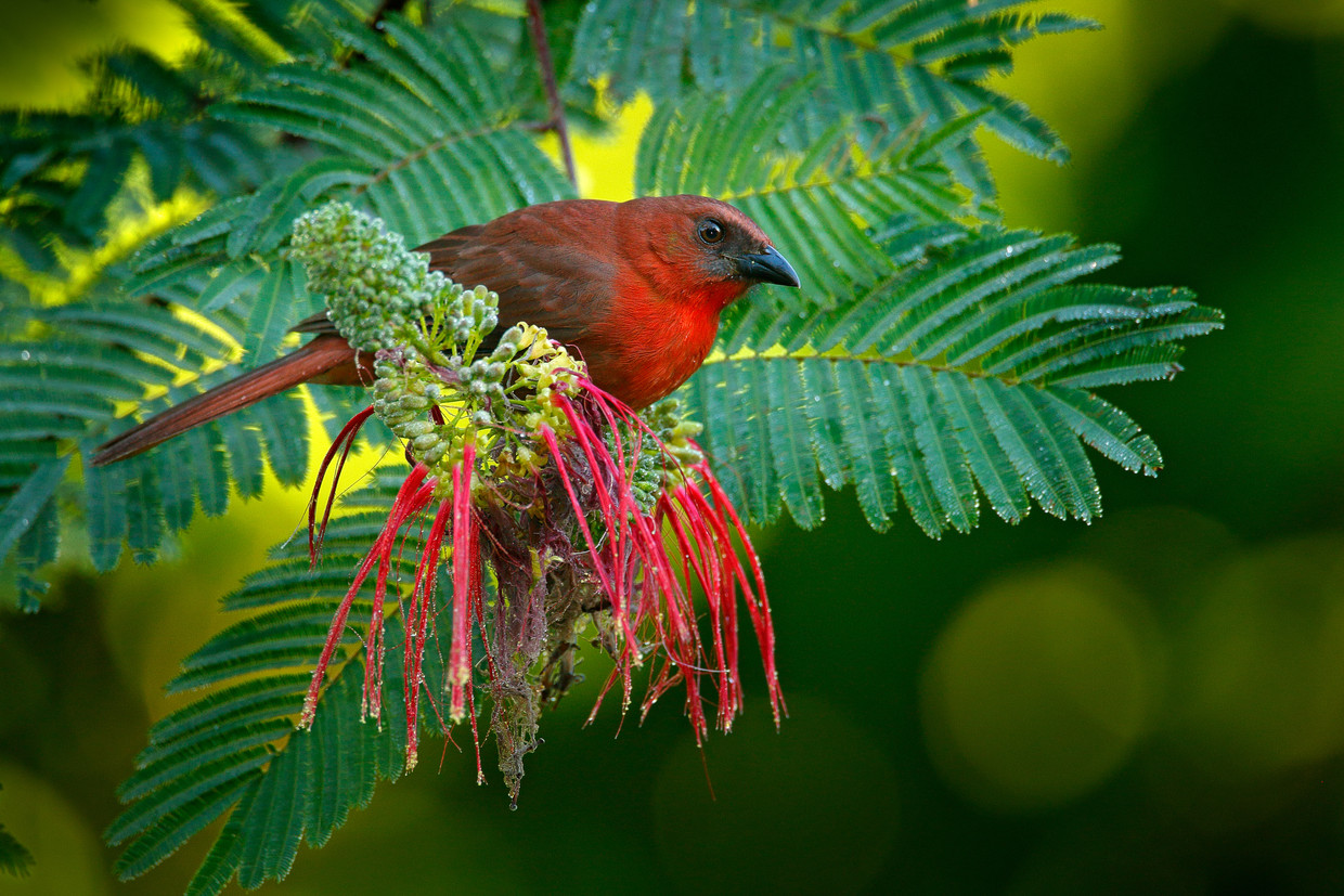 Intanger red throat.  Image Getty Images