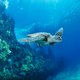 Zeeschildpad bedreigd: tot 99 procent zijn vrouwtjes door warmere oceanen