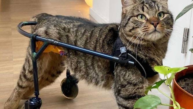 Hartverwarmend: verlamde kat Dyson kan dankzij op maat gemaakt loopkarretje weer lopen 
