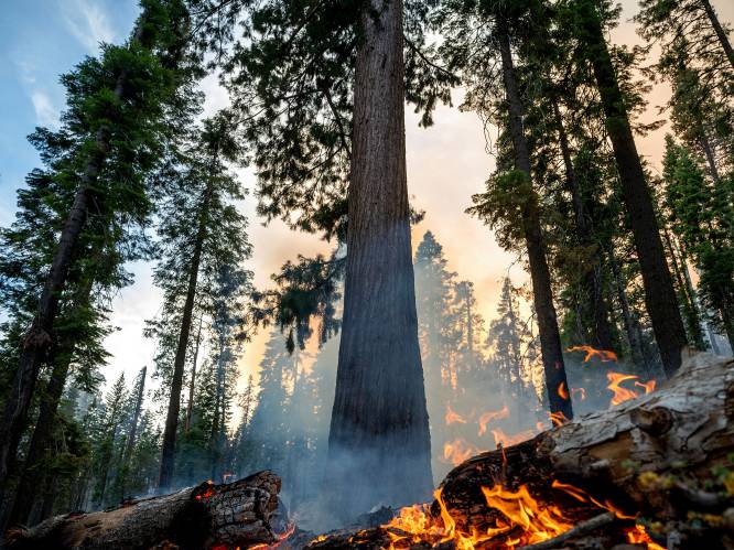 Bosbrand in nationaal park Yosemite bedreigt sequoiabomen