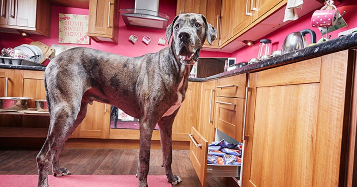 Plus Gros Chien Du Monde Guinness Le plus grand chien du monde est mort | Monde | 7sur7.be
