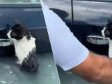 Politie van Dubai rukt uit om kat die bijna verdrinkt te redden