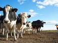 Luchtvervuiling veroorzaakt hogere koeiensterfte