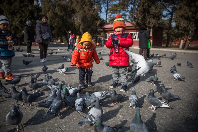 Kinderen voederen duiven in een pak in Peking.
