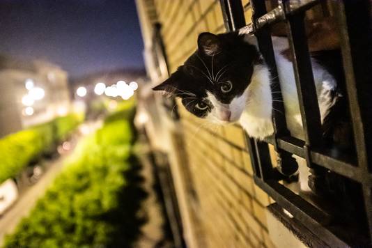 Een kat hangt uit een raam in Parijs tijdens de avondklok. Beeld ter illustratie.