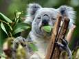 Australiërs vrezen voor de levens van honderden koala's na verwoestende bosbrand