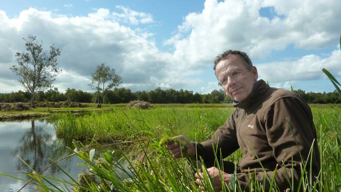 Alarm over natuur in plassengebieden Groene Hart: trilveen sterft af door stikstof, dieren lijden eronder