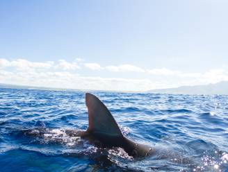 Grote lichtgevende haaien ontdekt in de zee bij Nieuw-Zeeland, dankzij Belgische onderzoekers