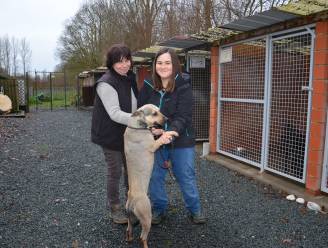 Discussie over één procent intrest op lening voor nieuw dierenasiel en toekomstige leningen aan verenigingen