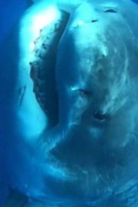 Une plongeuse révèle la créature marine que les gens devraient craindre le plus (et ce ne sont pas les requins)