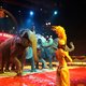 ‘Niet alle olifanten in het circus zijn als Dumbo’