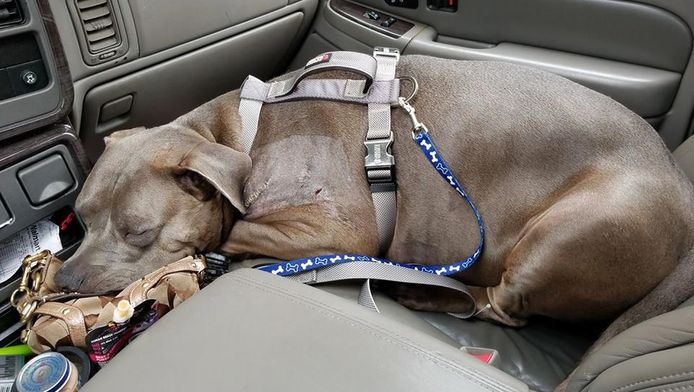 Hond Rocko na zijn operatie