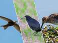 Helft vogelsoorten gaat wereldwijd achteruit: gierzwaluw, watersnip en roek bedreigd 