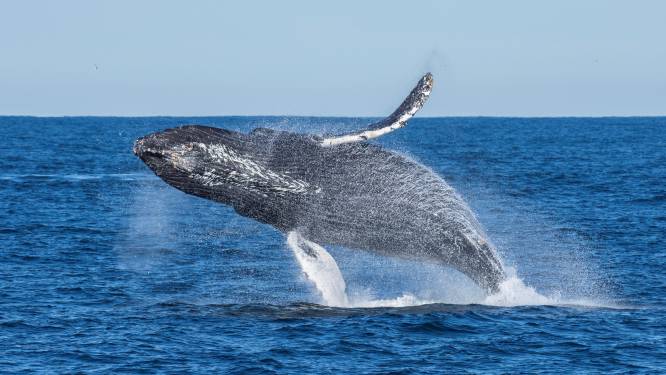 Walvispoep brengt microplastics in beeld: ‘Toeristen schepten het met een netje uit het water’
