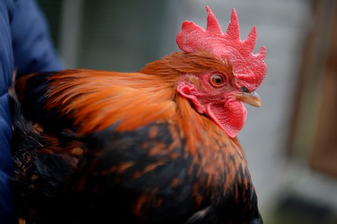 Dinant uit Neede zorgt ervoor dat Welsumer krielen er piekfijn uitzien voor de | | tubantia.nl