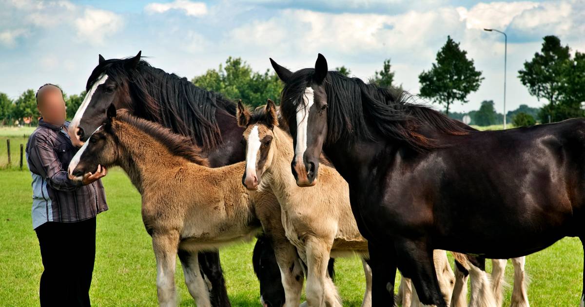 De tuimeling van paardenfokker Jan V. uit Herpt
