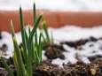 "Jonge plantenknoppen vriezen kapot door opwarming aarde" 