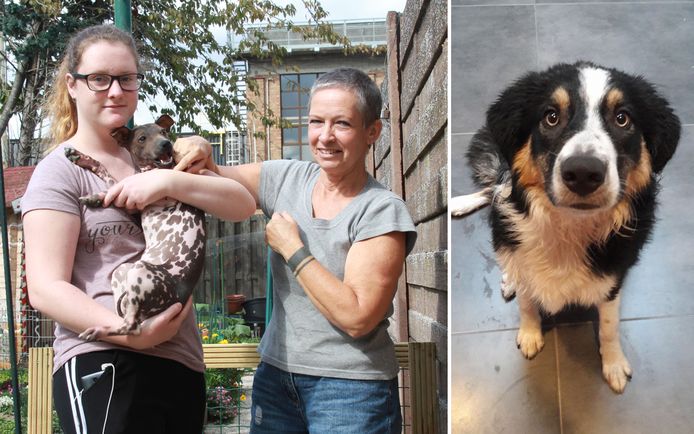 Ann Naert (54) met haar dochter Layka Coopman (16) en de Amerikaanse naakthond Mories. Links de hond Noah die werd vergiftigd, maar het gelukkig overleefde. Een 12-jaar oude Jack Russel had minder geluk.