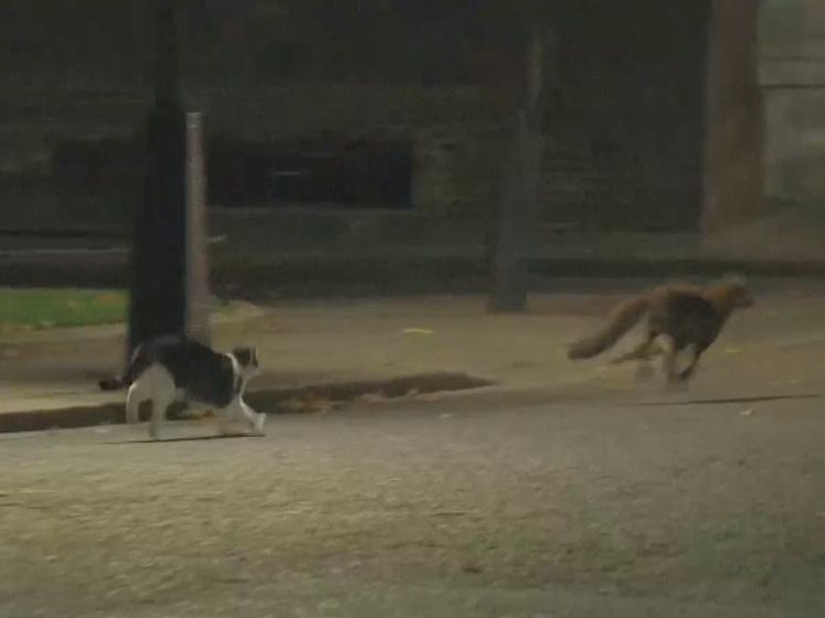 Dappere huiskat Larry verjaagt vos van terrein Downing Street