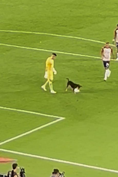 Un chien interrompt un match de la Copa Libertadores en Colombie