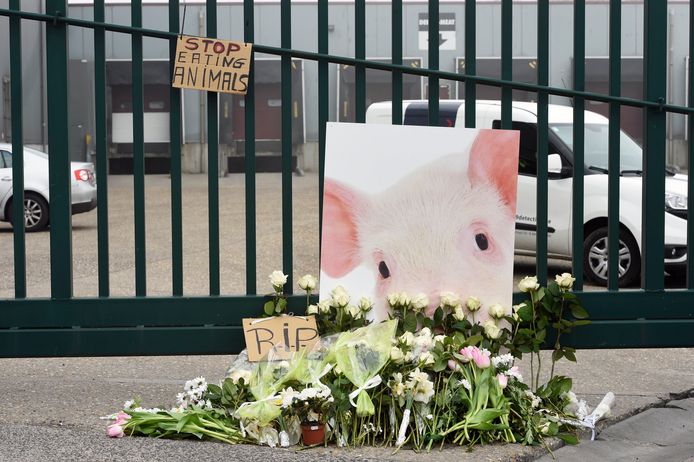 Stil protest van Animal Rights en Gaia aan het slachthuis in Tielt.