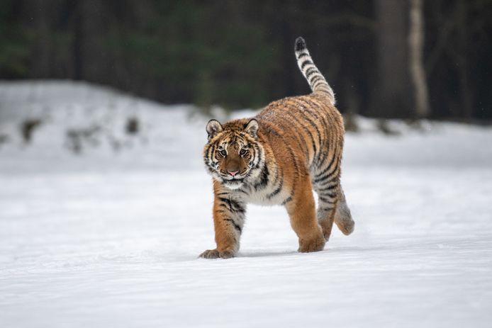 De Siberische tijger