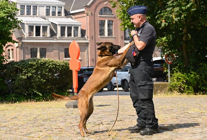 Vandaag toonde de politie hoe ze juist werken met de cashhonden en hoe de dieren worden opgeleid.