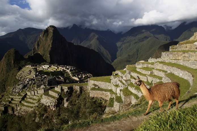 Llamas on the ruins of Machu Picchu in Cusco, Peru.