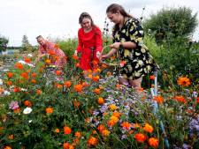 Je eigen bos bloemen plukken? Dat kan bij Pluktuin Madelief in Gorinchem
