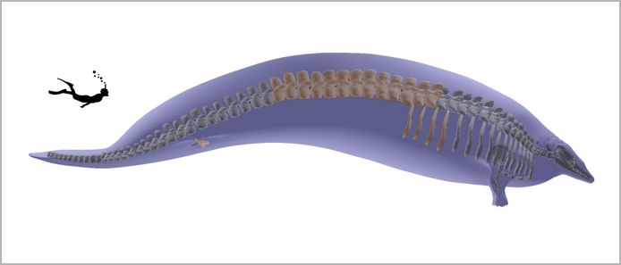 De gigantische Perucetus colossus en een duiker. De botten die gevonden zijn zie je hier uitgelicht.