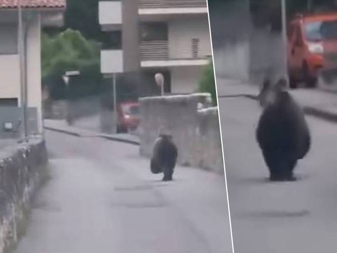 Ongelooflijke beelden tonen hoe beer door straten loopt aan Gardameer in Italië