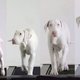 Ontroerend: Baasje maakt video over leven van doodzieke hond