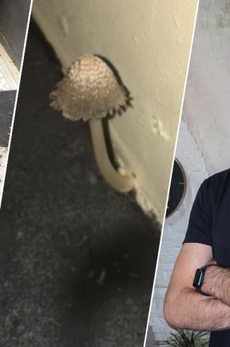 ONTHULD. Projectontwikkelaar tovert krotten om tot hippe adresjes, maar... “Het ziet er cool uit, tot er een paddenstoel uit je muur groeit”