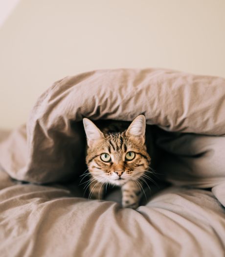 Dormir avec son chat, une fausse bonne idée: “C’est comme garder ses chaussures au lit”