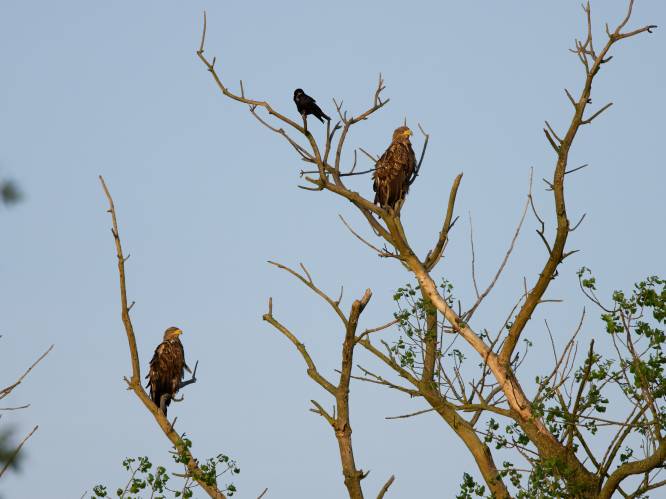 Europese zeearenden nog steeds op vrijersvoeten in De Blankaart: “Ze maken aanstalten om te baltsen en namen al een nest van een buizerd in”