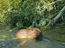 Ben benieuwd hoe lang de bever nog beschermd blijft, want teveel natuur willen we ook weer niet