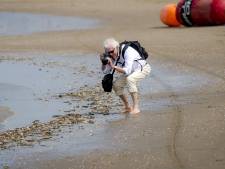Wat het strand ons kan leren: van simpele zeepier tot oeroude fossiel