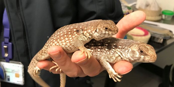 De NVWA nam reptielen in beslag tijdens operation Thunder.