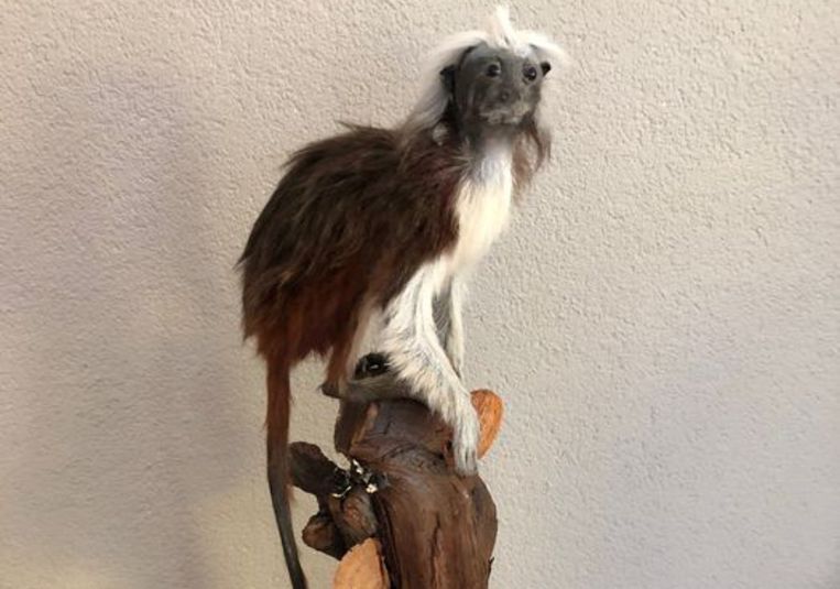 Inwoner gemeenschap Grazen Dit pinché-aapje is bedreigd, maar je koopt hem (en andere zeldzame dieren)  opgezet zo online