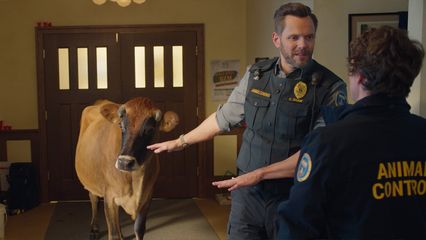 5. Cows and Racoons